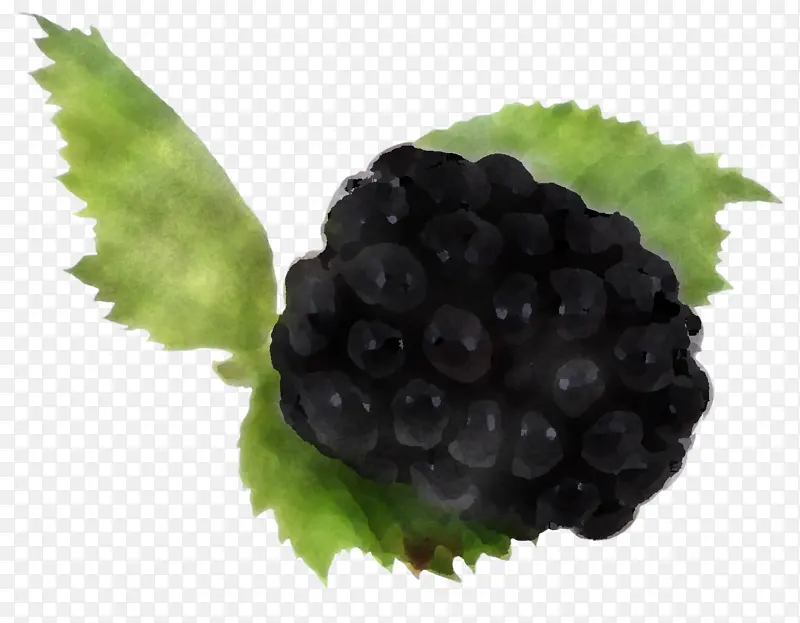 黑莓 浆果 葡萄