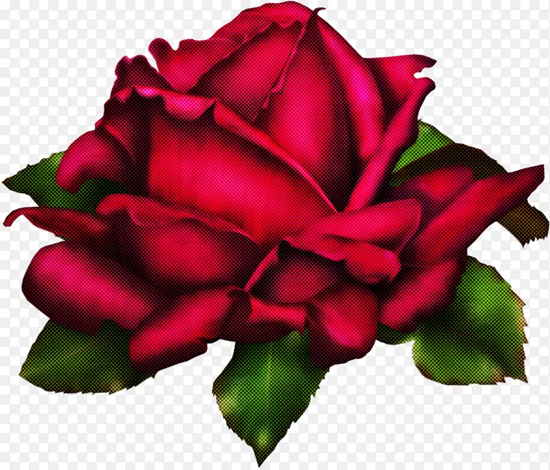 花朵 花园玫瑰 红色