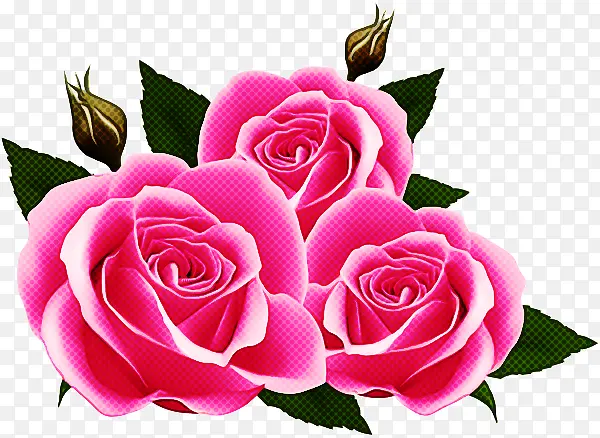 采购产品花 花园玫瑰 粉红色