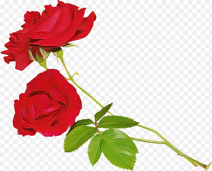花朵 红色 玫瑰