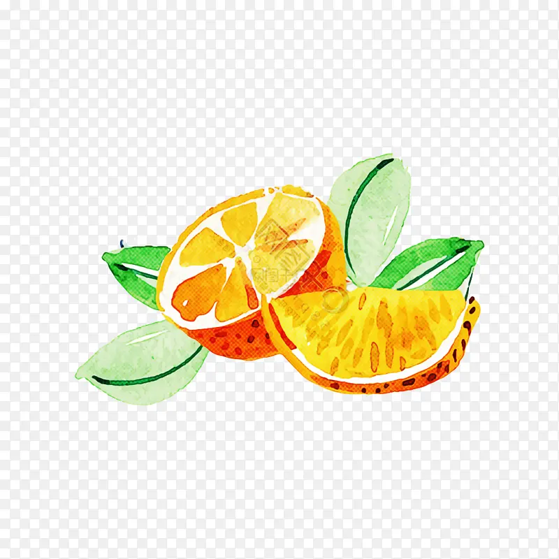 酸橙 柑橘 柠檬