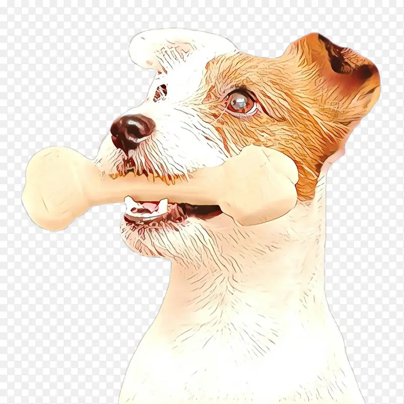 狗 伴侣狗 鼻子