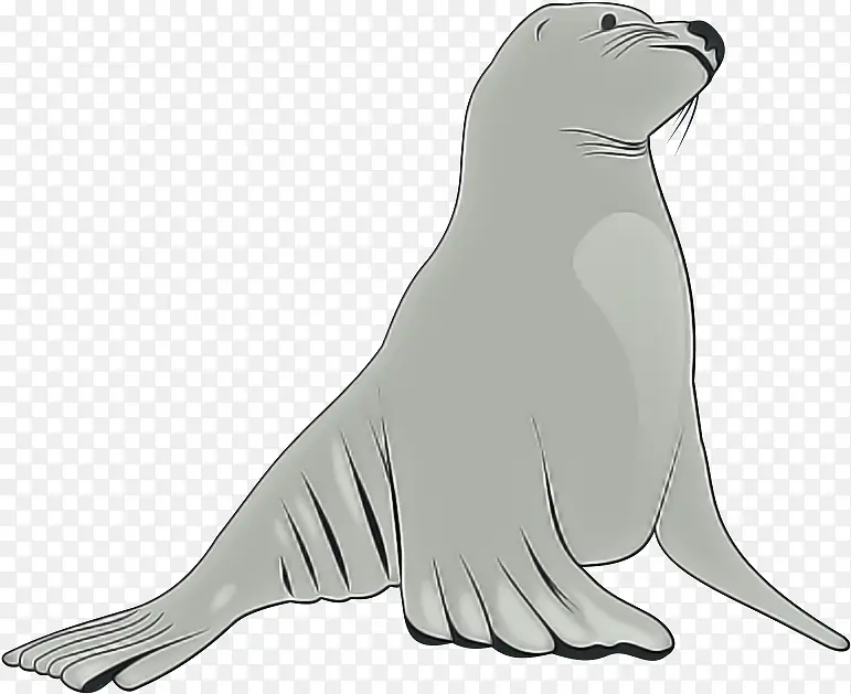 海豹 加利福尼亚海狮 毛皮海豹