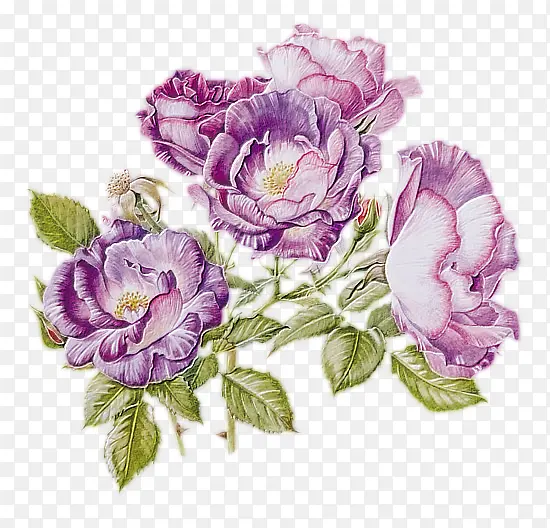花 玫瑰 紫罗兰