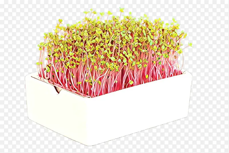 粉红色 植物 花