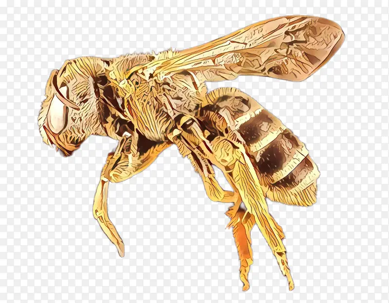 昆虫 蜜蜂 膜翅昆虫