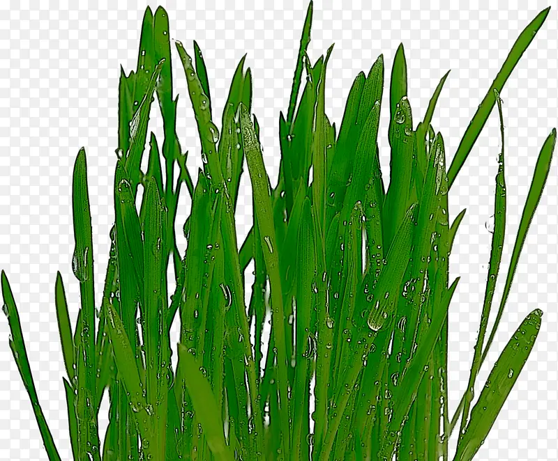 草 植物 绿色