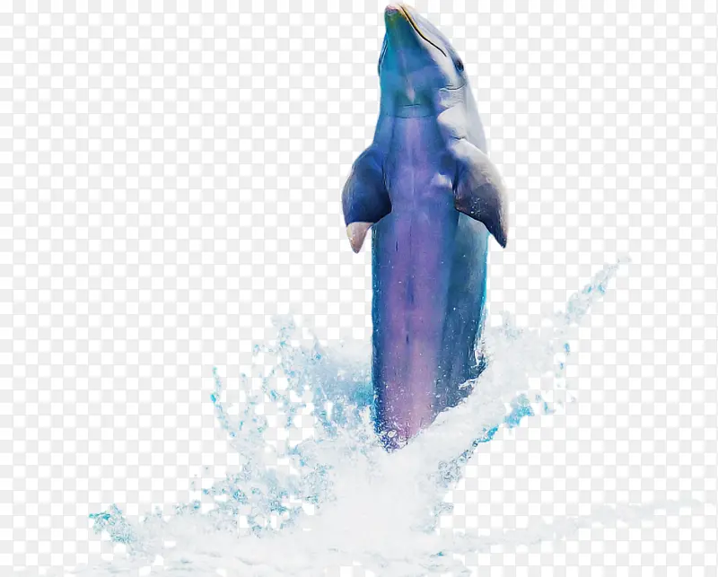 蓝海豚鲸目宽吻海豚蓝鲸