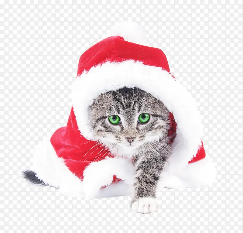 猫 中小型猫 圣诞老人