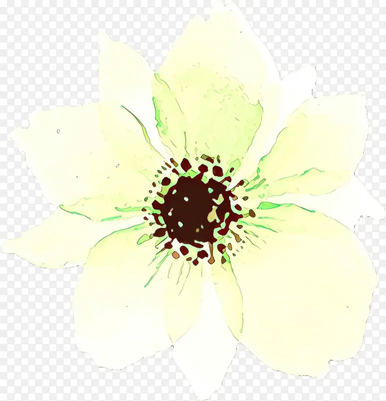 白色 花 花瓣