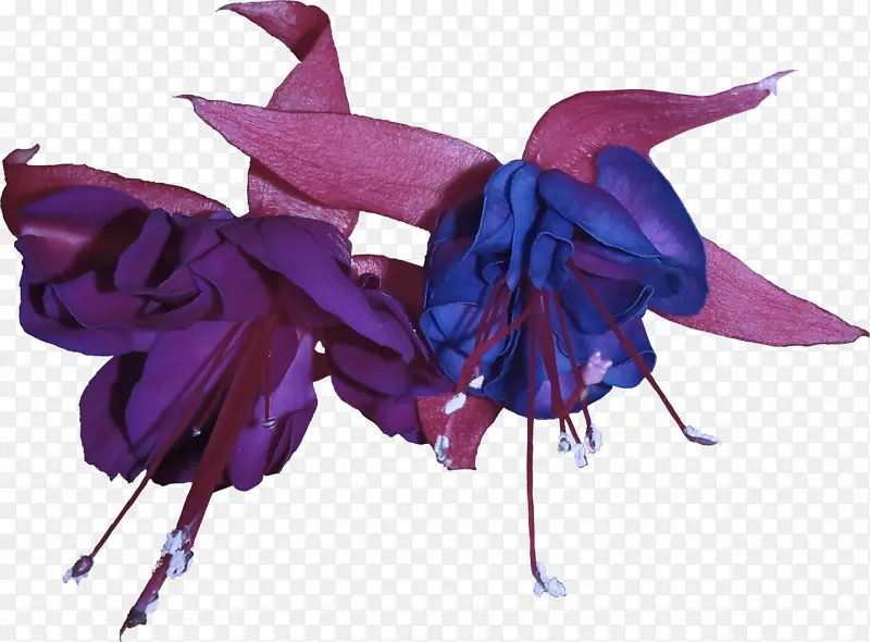紫色 紫罗兰色 花