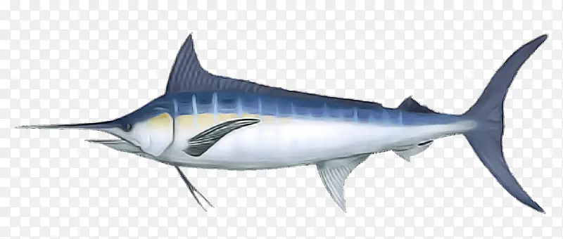 鱼 大西洋蓝马林鱼 鳍