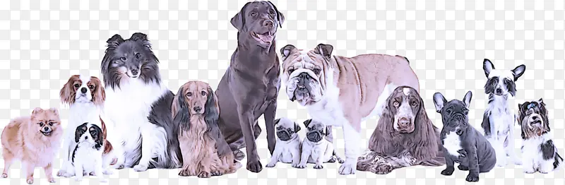 狗 巨犬品种 运动团体