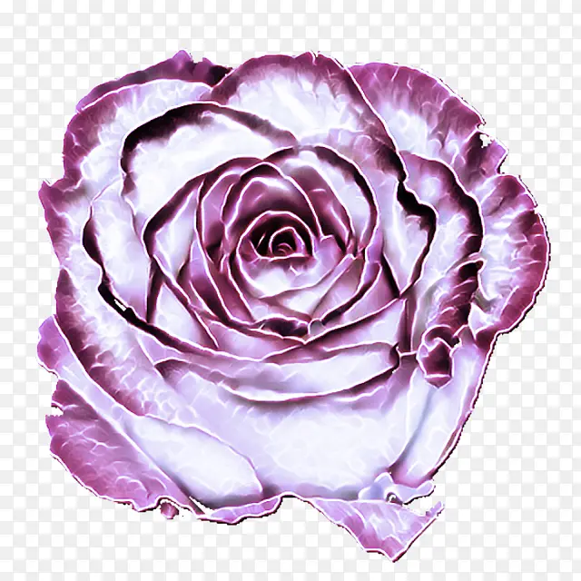 紫罗兰 花园玫瑰 玫瑰
