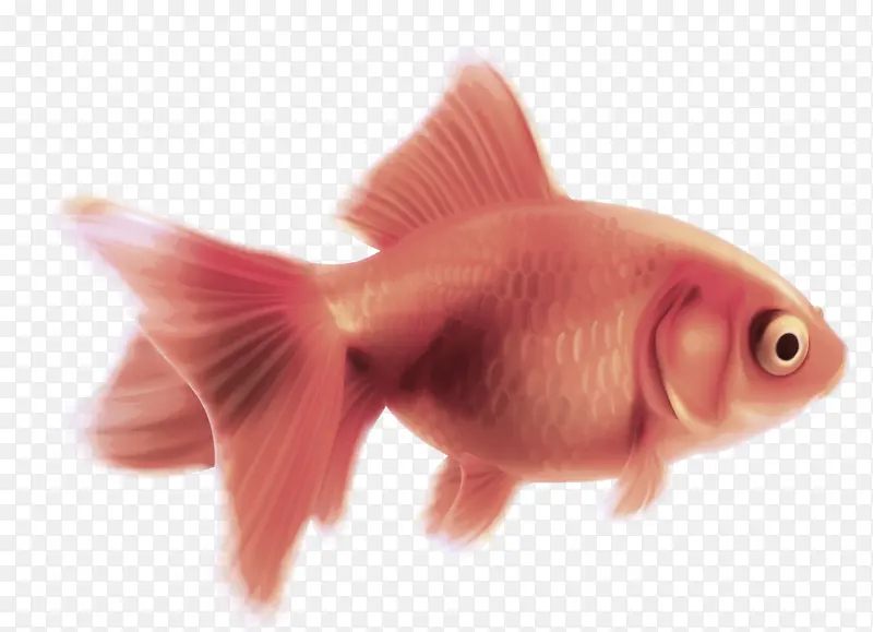 鱼 金鱼 粉红
