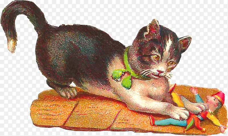 猫 中小型猫 亚洲猫