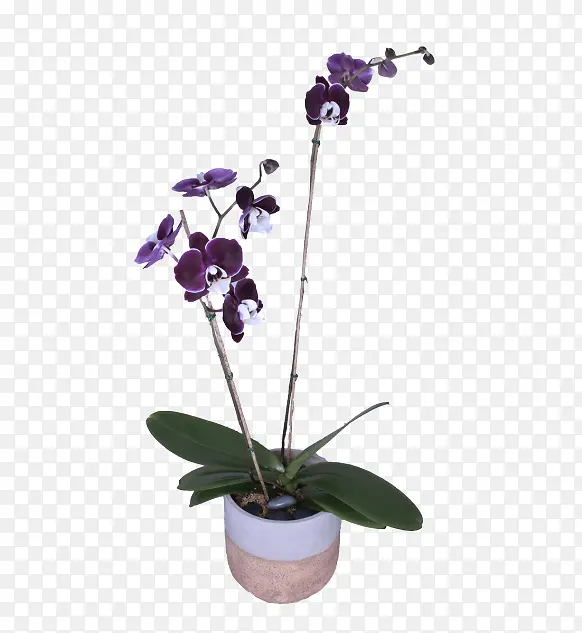花卉 植物 紫罗兰