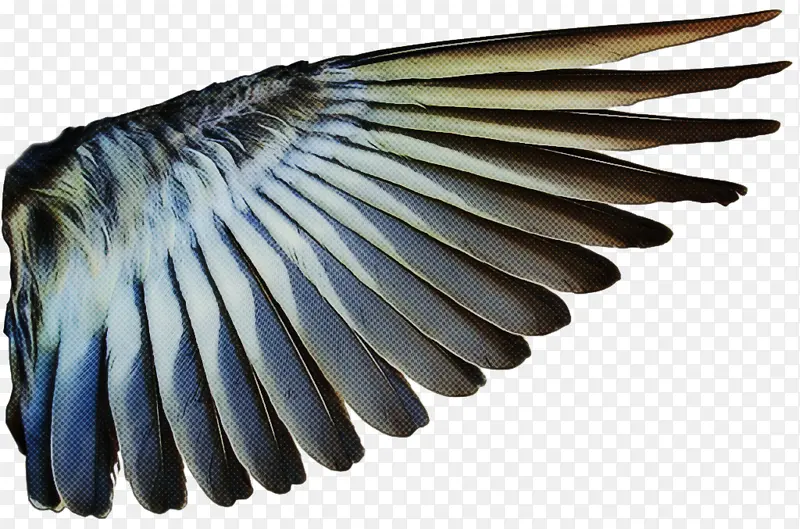 羽毛 翅膀 鸟