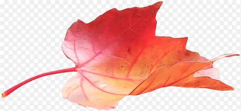 红色 花瓣 叶子