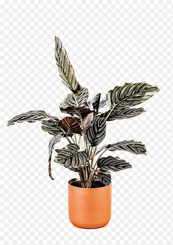 采购产品室内植物 花 花盆