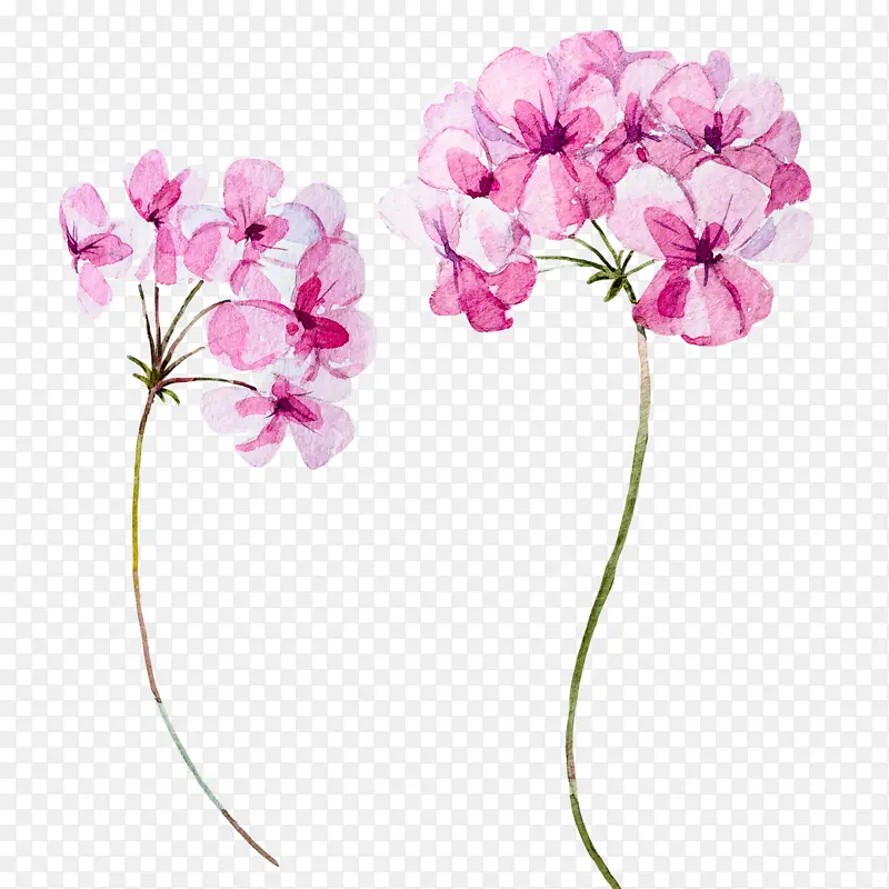 花朵 粉色 植物