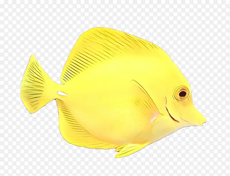 鱼 鲳鱼科 黄色