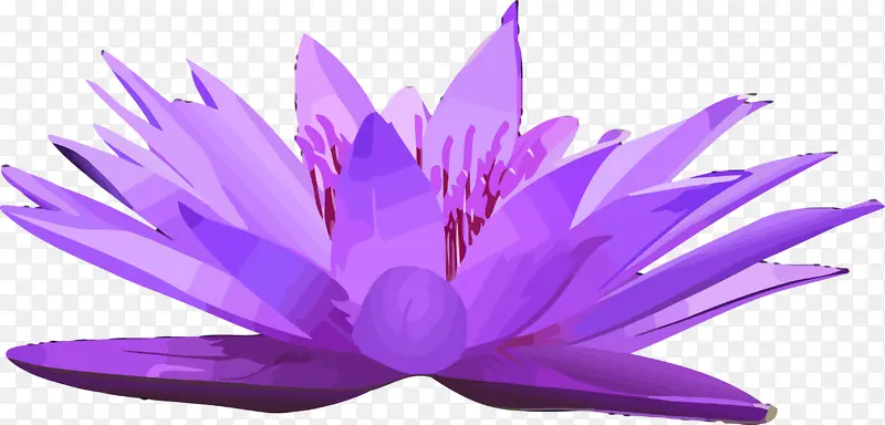 莲花 花朵 紫罗兰