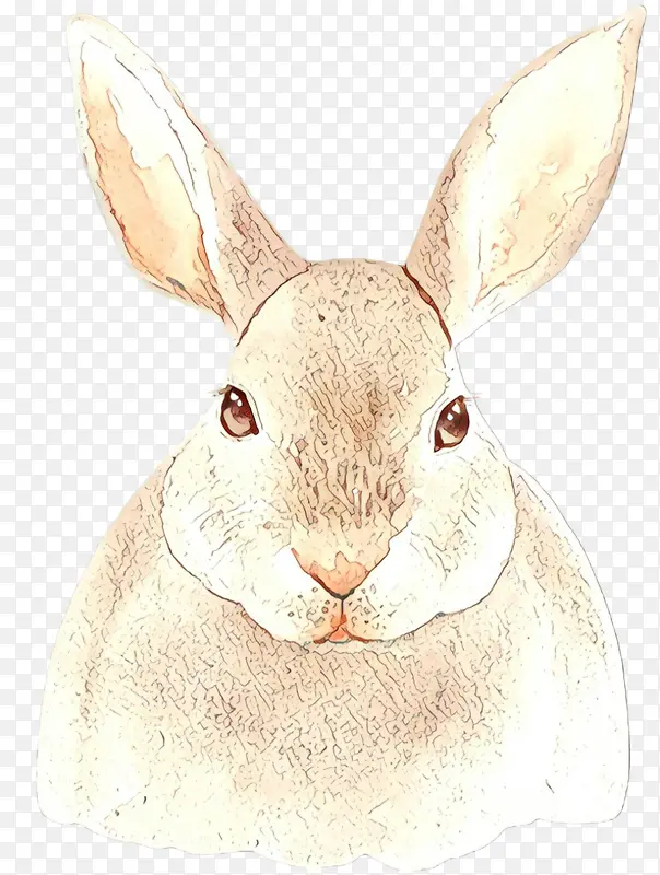 兔子 山棉尾巴 兔子和野兔