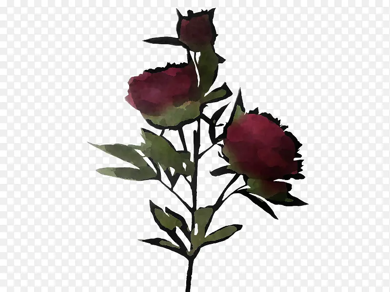 花 植物 玫瑰