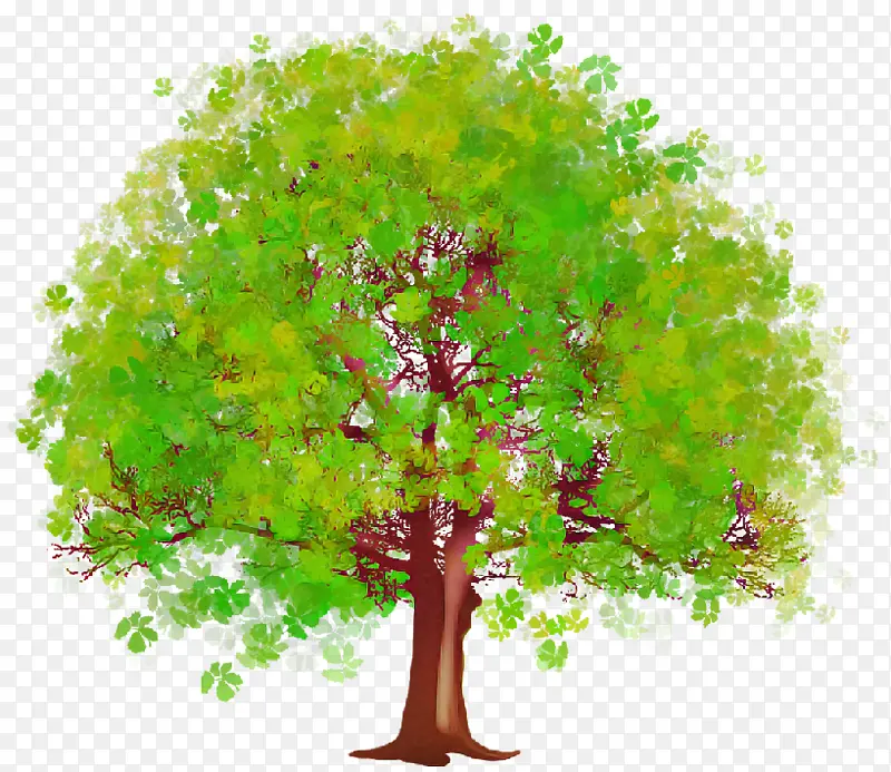 绿色 树木 植物