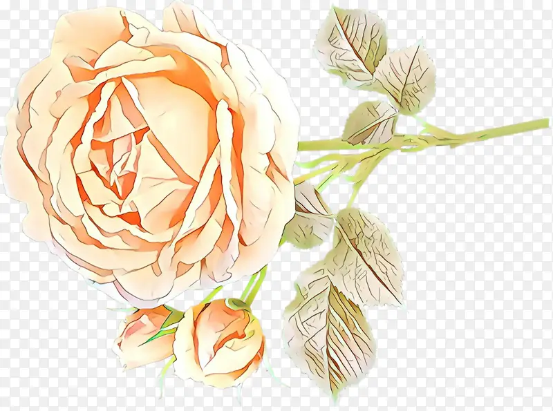 花朵 橙子 花园玫瑰
