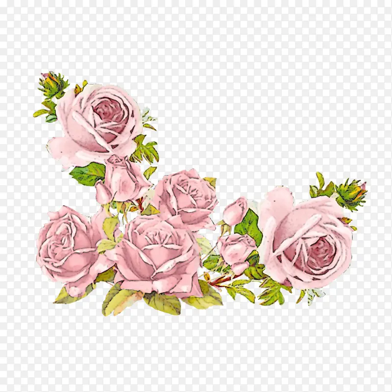 粉色 白色 玫瑰