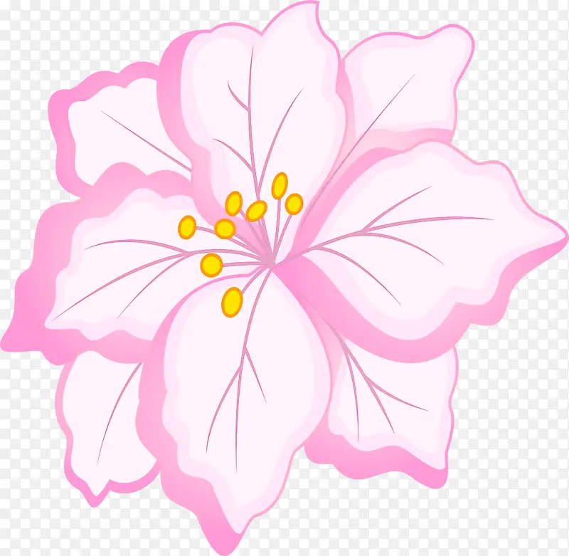 粉色 花瓣 夏威夷木槿