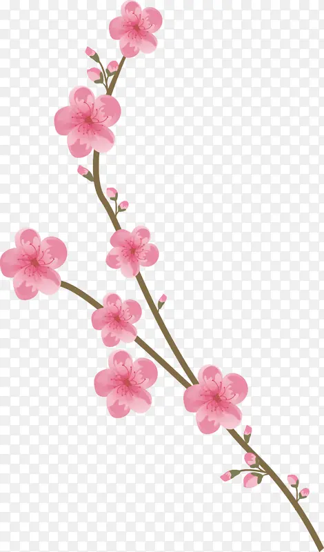 花朵 粉色 樱花