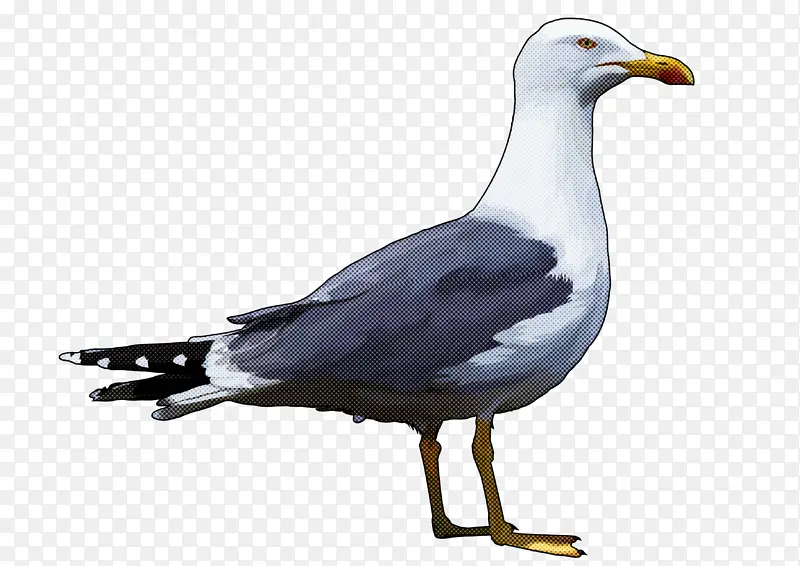 鸟 海鸥 欧洲鲱鱼海鸥