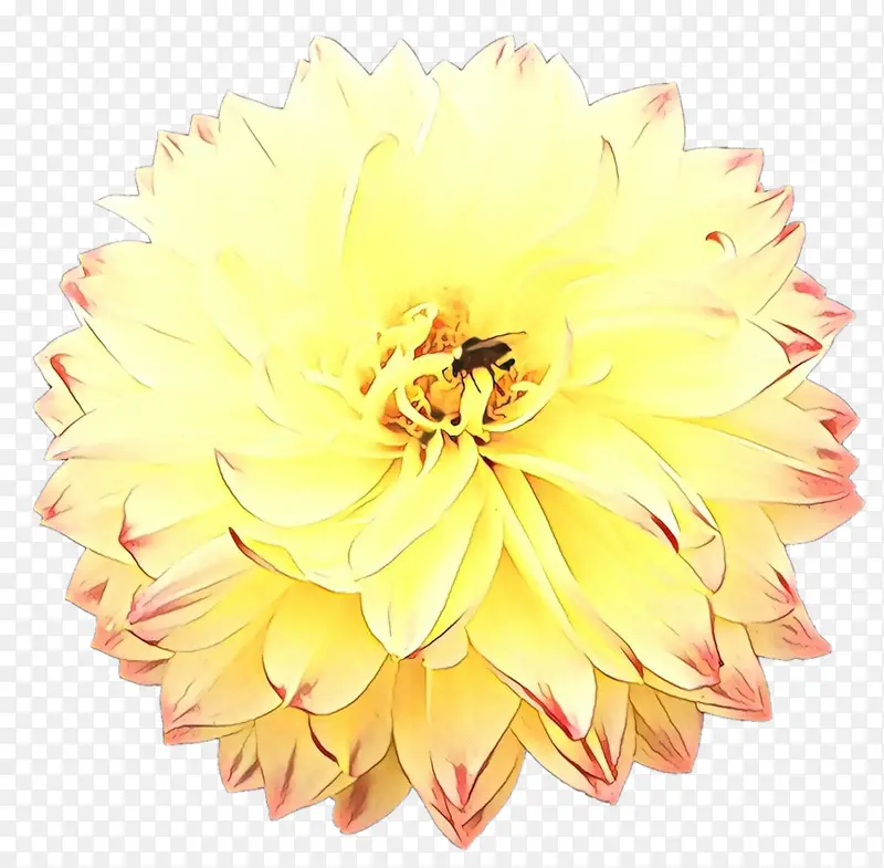 黄色 花朵 花瓣