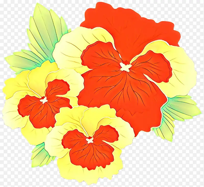 夏威夷木槿 花 木槿
