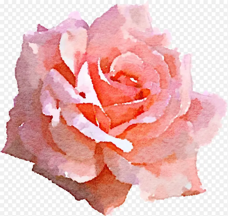 花园玫瑰 粉色 花瓣