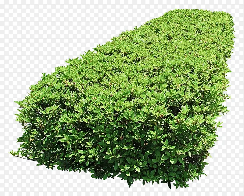 绿色 植物 灌木