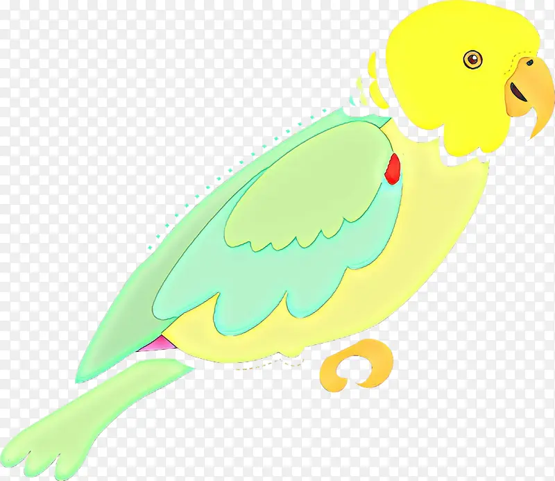 鹦鹉鹦鹉鸟喙黄色羽毛