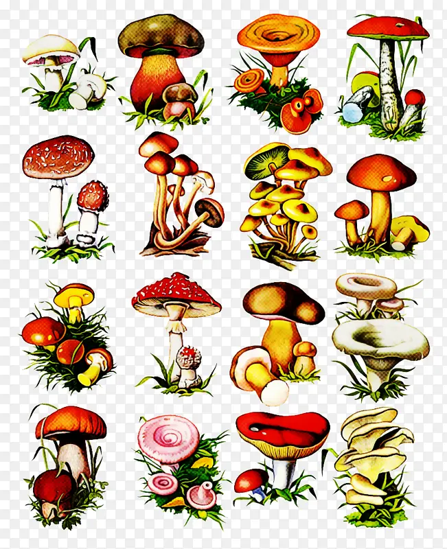 蘑菇 植物