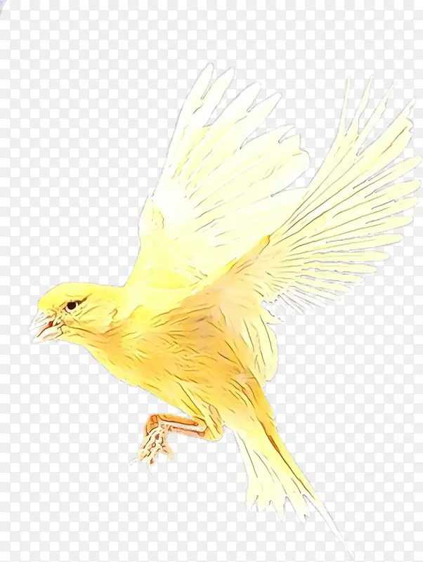 鸟 黄色 喙