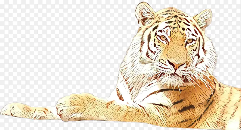 老虎 孟加拉虎 野生动物