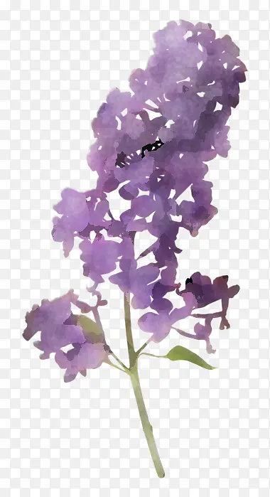 花朵 紫色 薰衣草