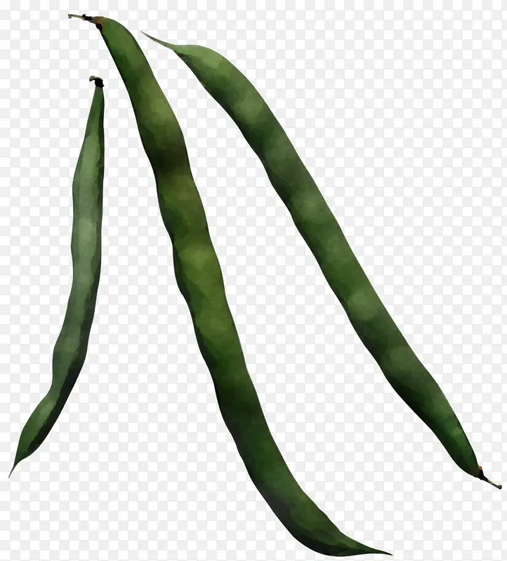 绿豆 植物 叶子