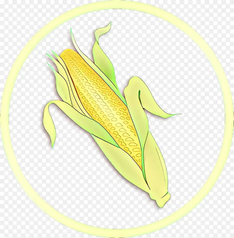 玉米棒 黄色 植物