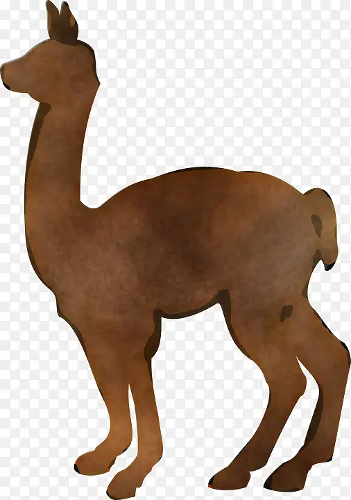 动物形象 美洲驼 骆驼