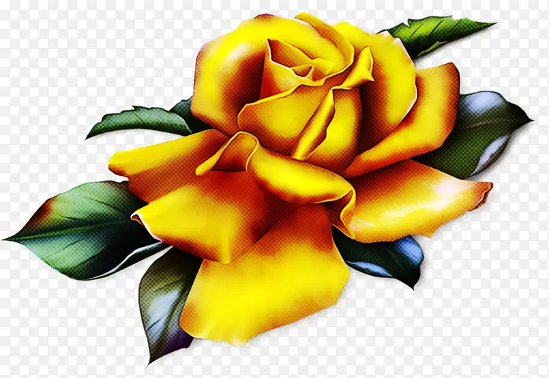 黄色 花朵 玫瑰