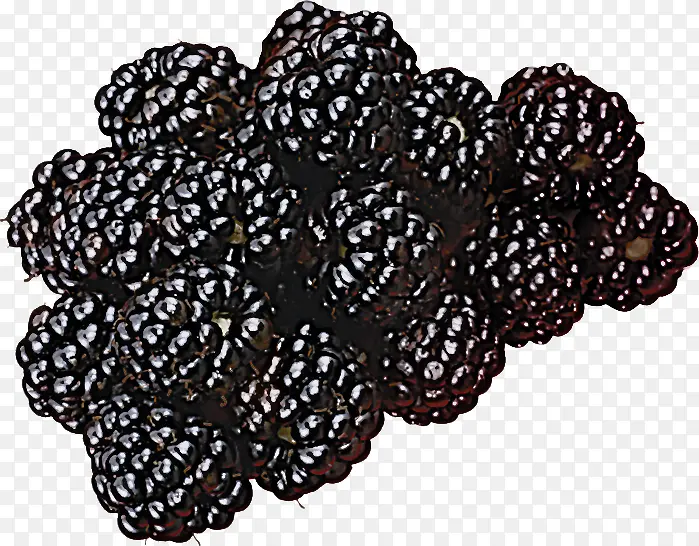浆果 植物 黑莓