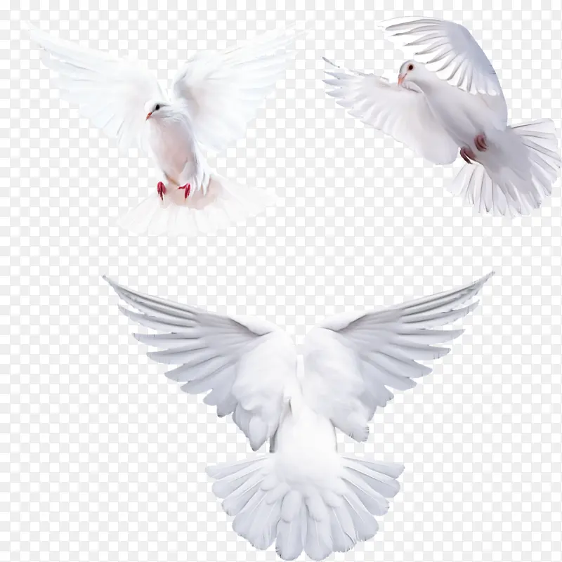 白色 鸽子和鸽子 翅膀